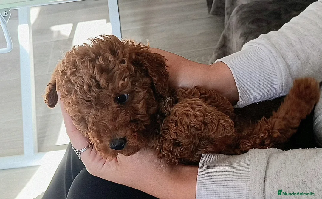 Caniche Toy perros en venta: CANICHES MACHITOS TOY - Anuncio 3