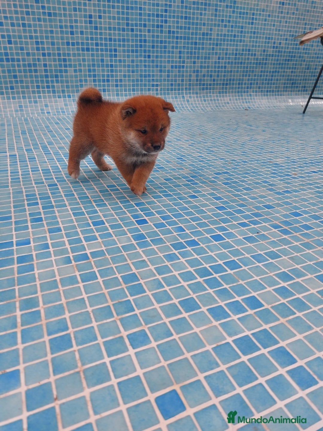 Shiba Inu perros en venta: CRIA FAMILIAR SHIBA INU - Anuncio 4