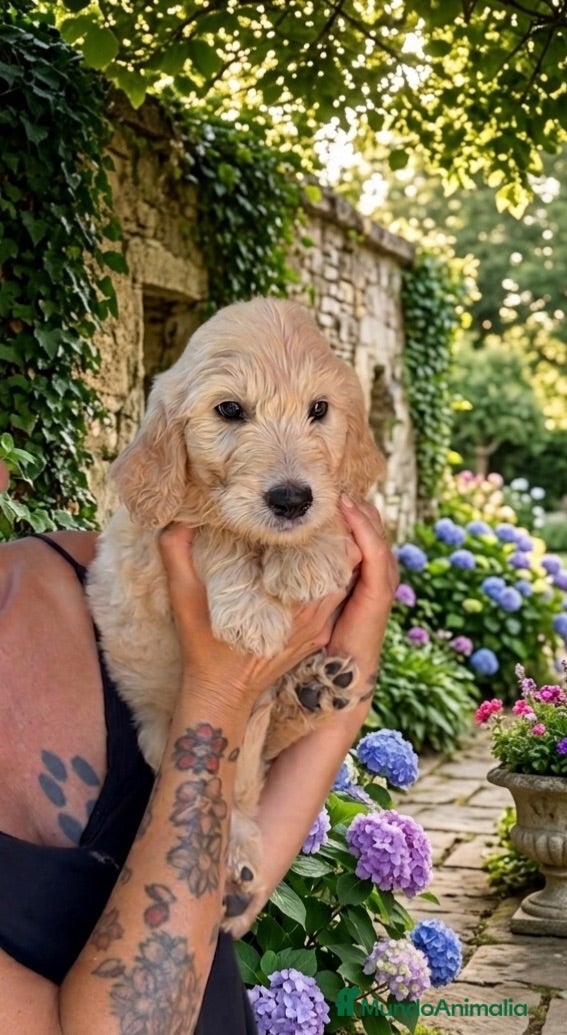 Goldendoodle perros Goldendoodle  - Anuncio 1