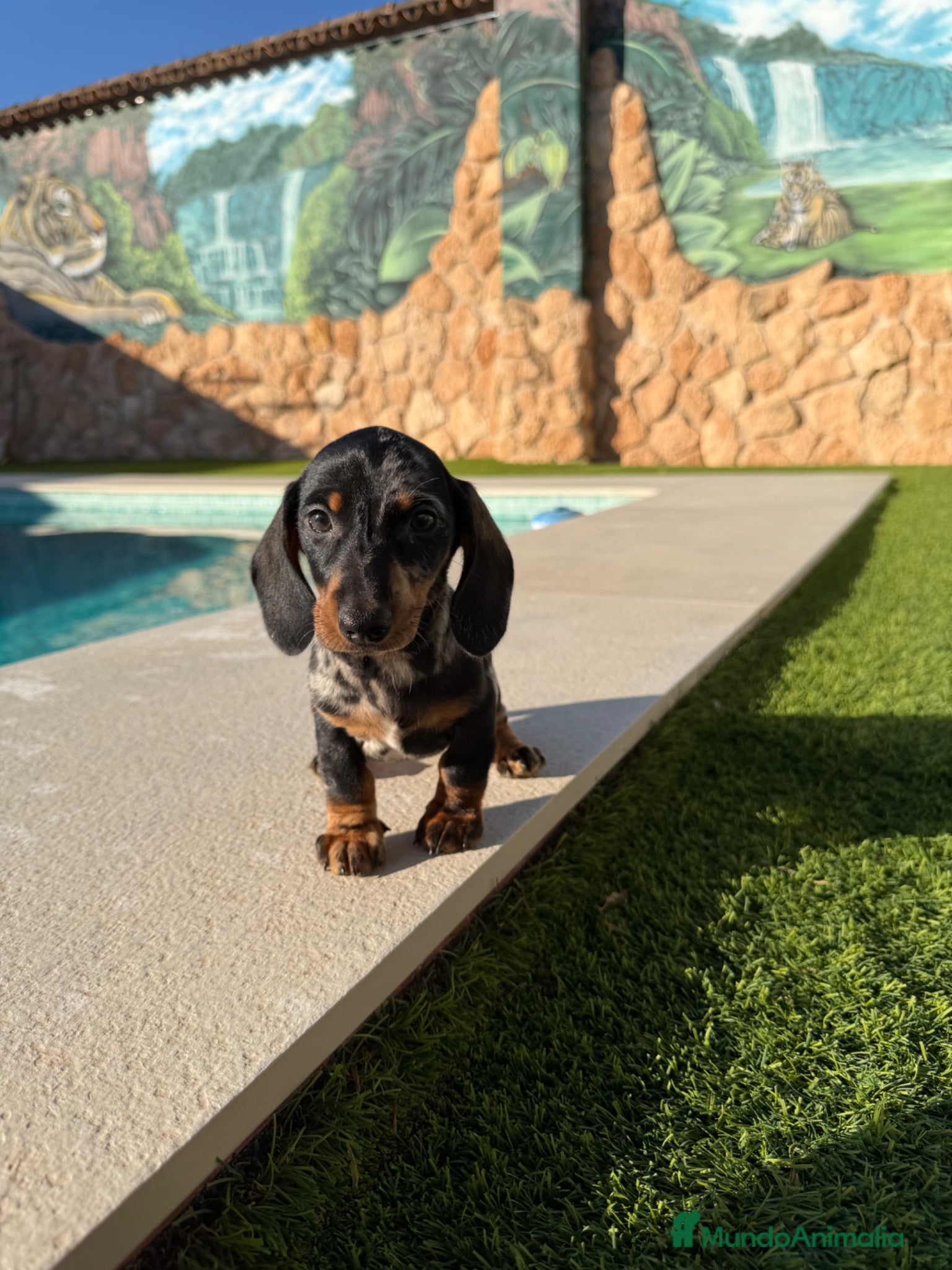 Teckel perros Teckel kaninchen - Anuncio 1