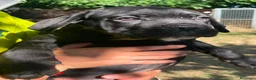 Cane Corso perros en venta: Cane corso negro  - Anuncio 6