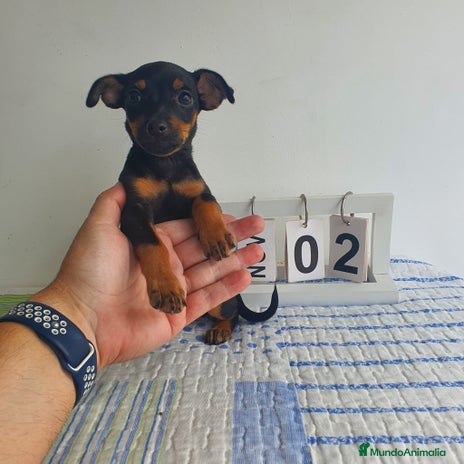 Pinscher Miniatura perros - Anuncio 2