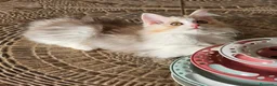 Kurilean Bobtail de Pelo Largo gatos en venta: Kurilian Bobtail  - Anuncio 4