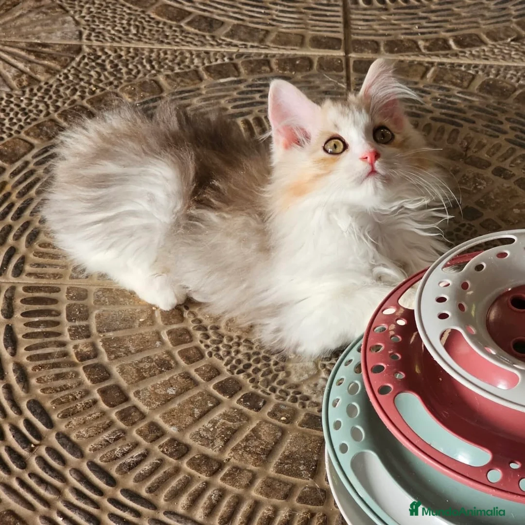 Kurilean Bobtail de Pelo Largo gatos en venta: Kurilian Bobtail  - Anuncio 4