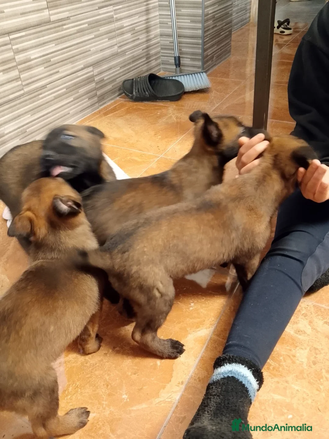 Pastor Belga Malinois perros en venta: Cachorros de pastor belga malinois - Anuncio 1