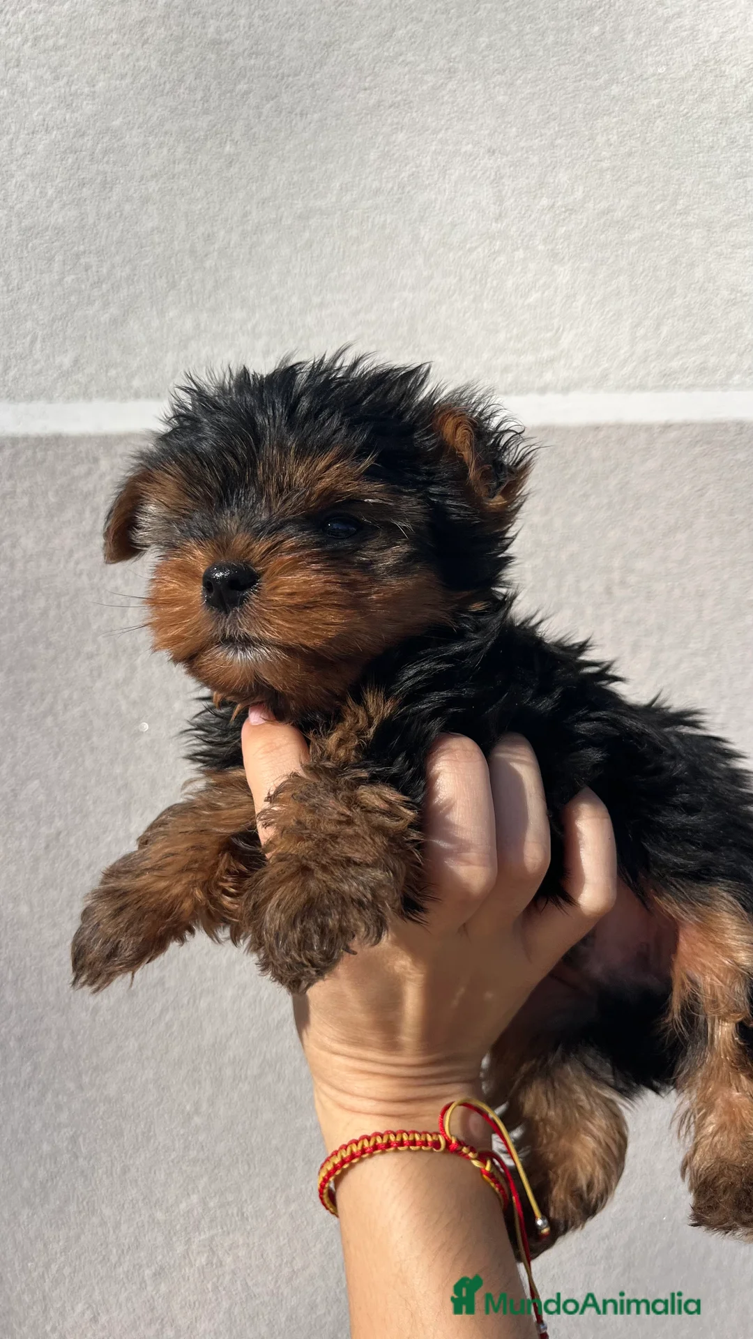 Yorkshire Terrier perros en venta: Excelente camada de yorkshair terrier  - Anuncio 4