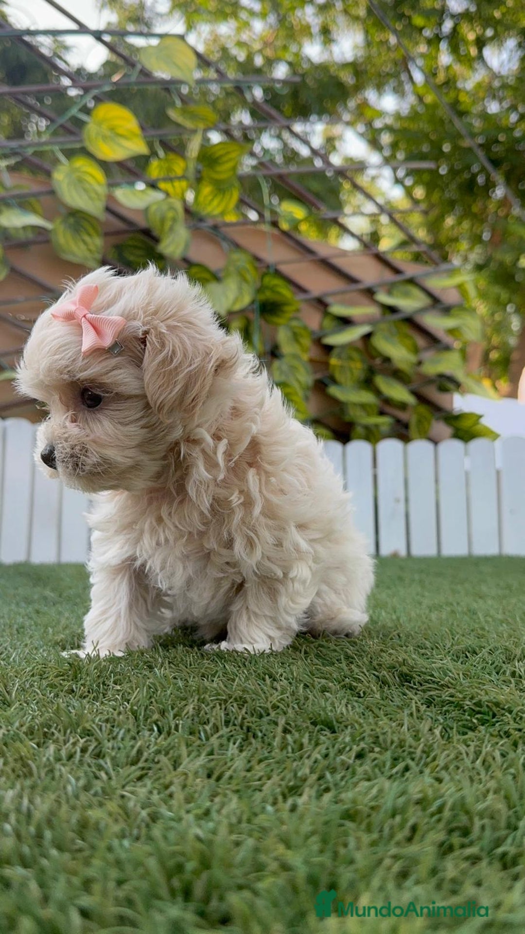 Maltipoo perros en venta: MALTIPOO MACHO - Imagen 13