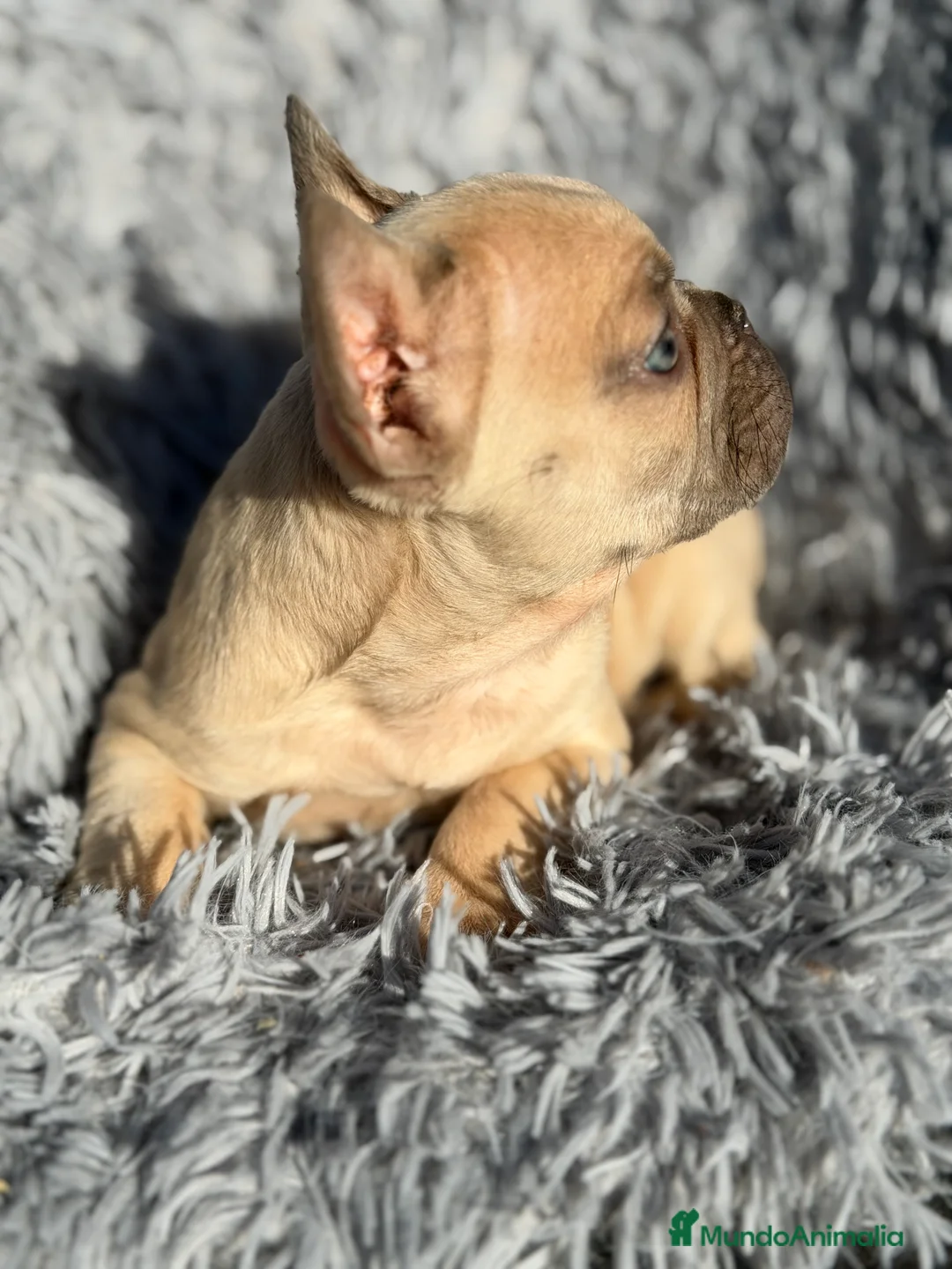 Bulldog Francés perros en venta: Bulldog francés Blue faw  - Anuncio 9