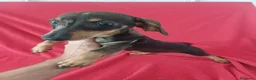 Teckel Miniatura perros en venta: Teckel Mini Sable  - Anuncio 1