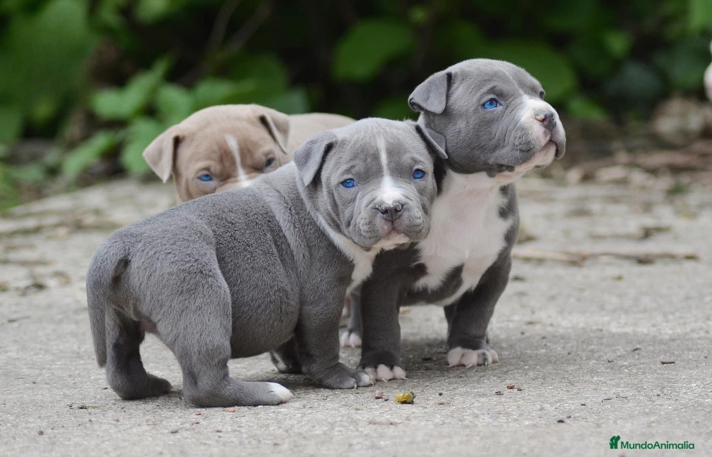 American Pit Bull Terrier perros AMERICAN PITBULL EXCELENTES CACHORROS  en Sevilla - Anuncio 2