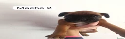 Boxer perros en venta: Camada de boxer PARA ENTREGAR - Anuncio 5