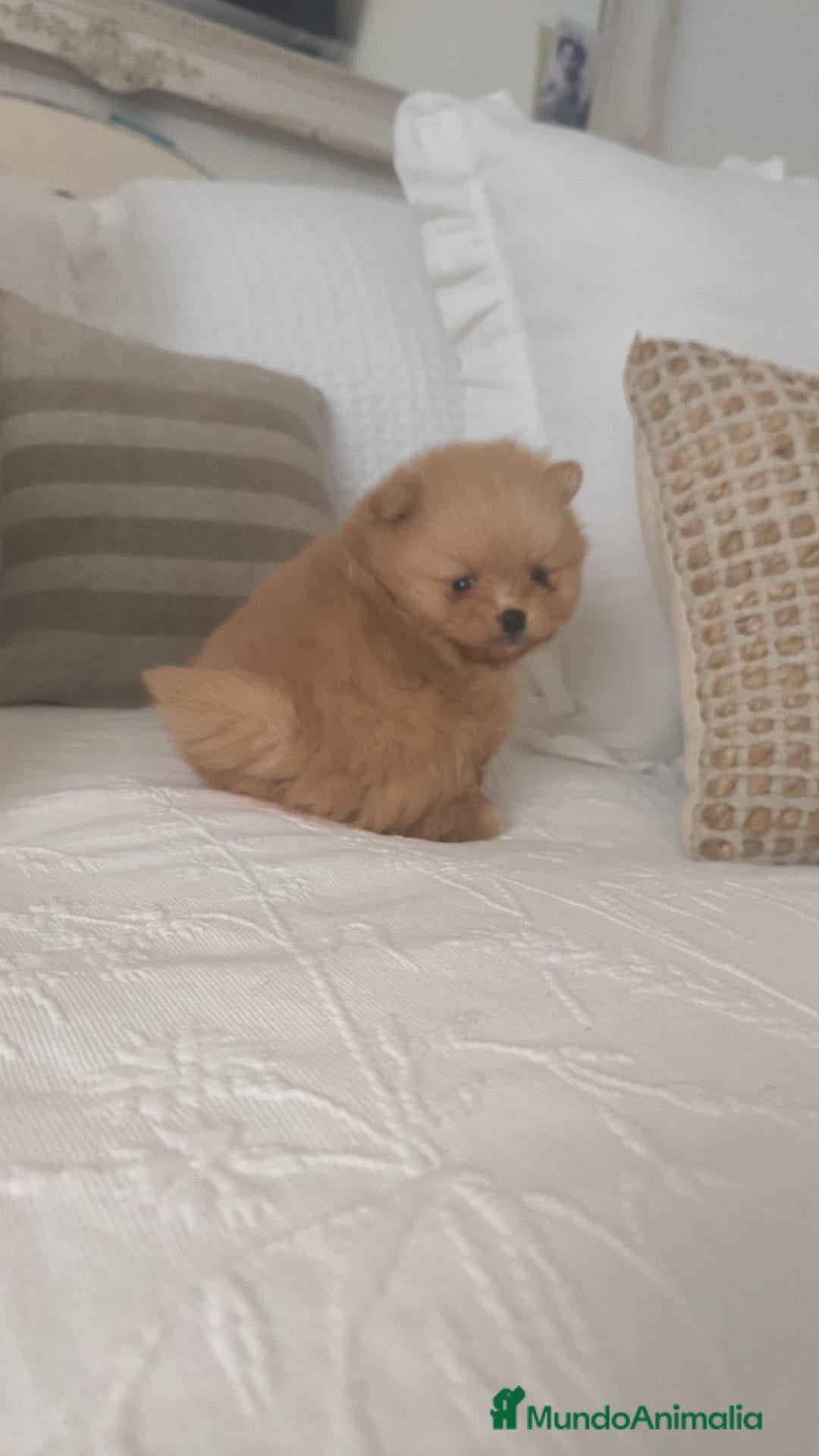 Pomerania perros en venta: Lulu Pomerania toy cara osito naranja blanco - Anuncio 4