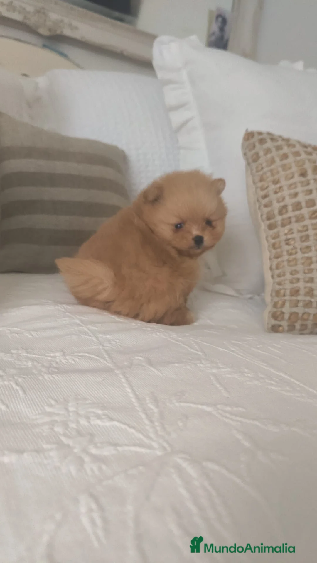 Pomerania perros en venta: Lulu Pomerania toy cara osito naranja blanco - Anuncio 4