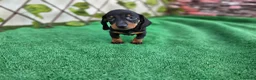 Teckel perros en venta: TECKEL KANNINCHEN & MINI - Anuncio 2