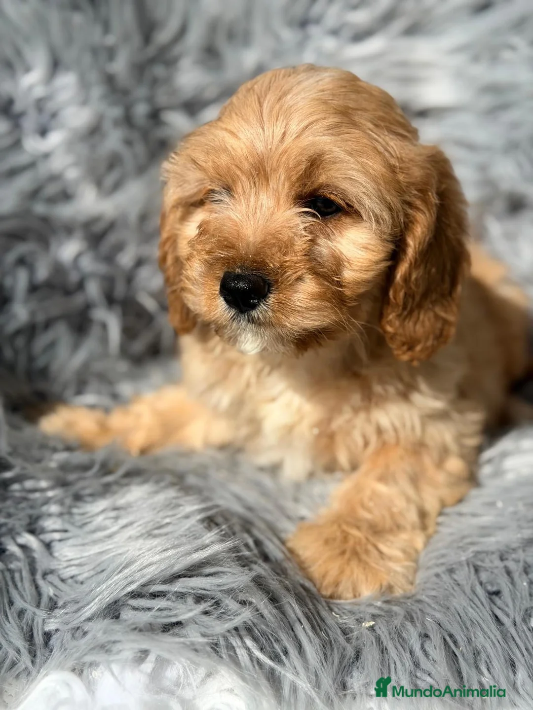 Cavapoo perros en venta: Cavapoo precioso macho apricot - Anuncio 4