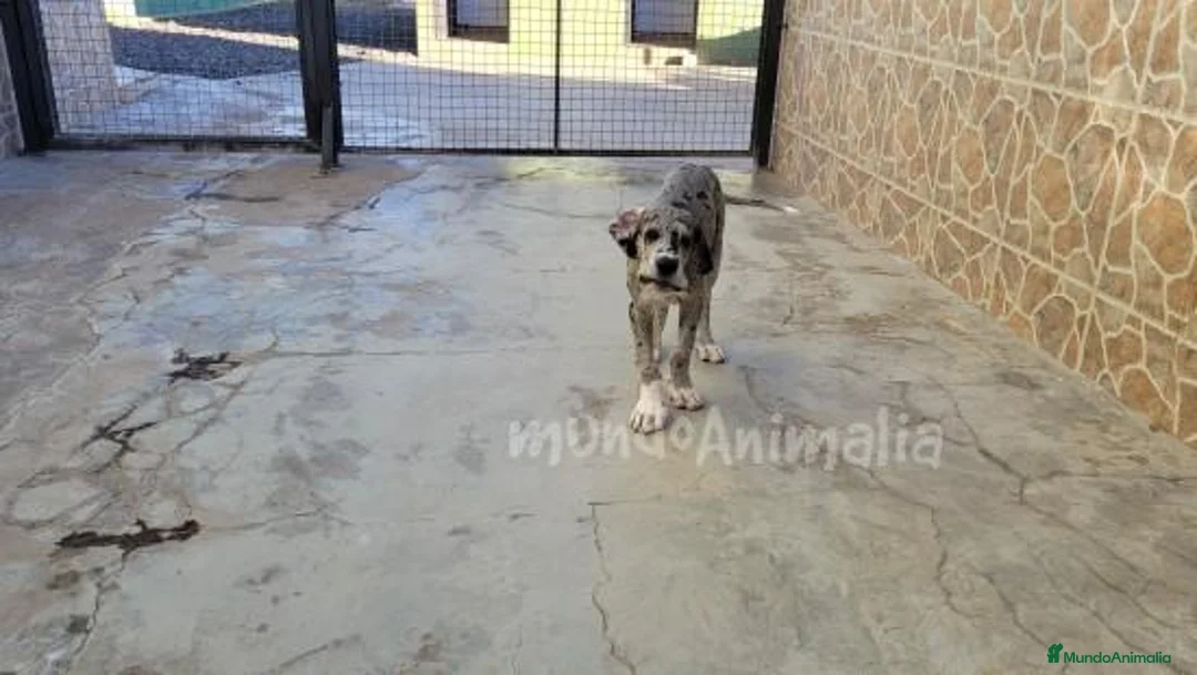 Imagen de galería {{count}}