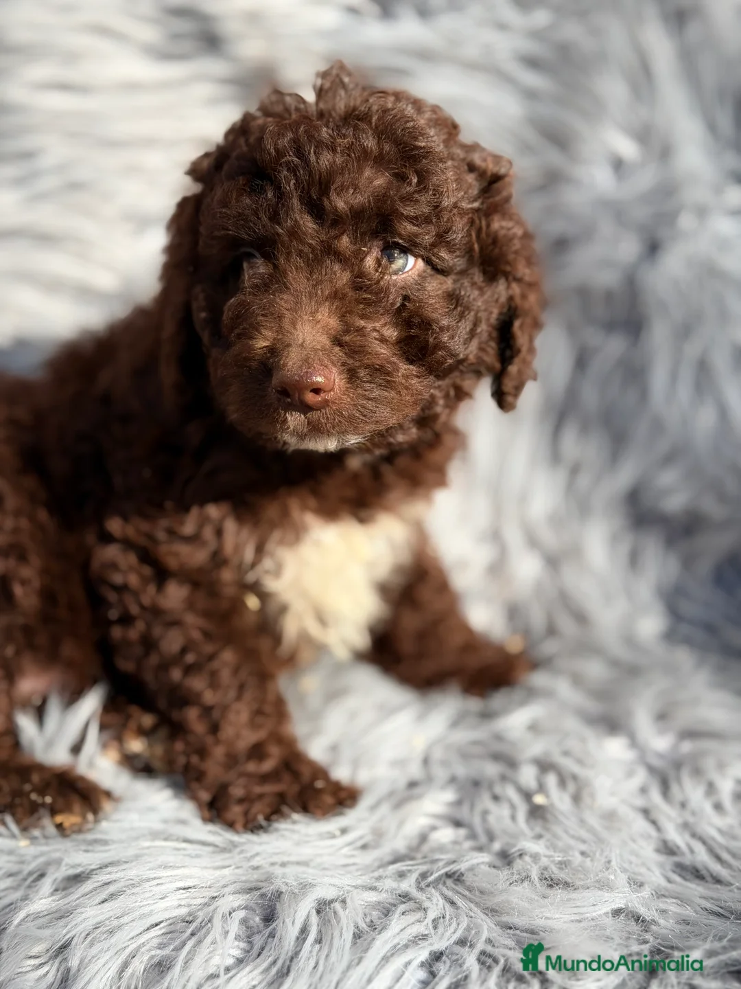 Perro de Agua Español perros en venta: Pdae chocolate  - Anuncio 6