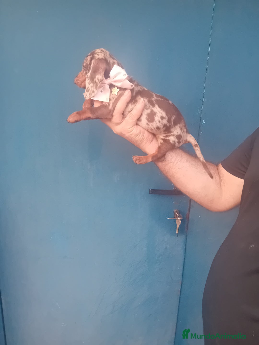 Teckel Miniatura perros en venta: Teckel canichen 💎 arlequín lilac y chocolate 🌈🍫 - Imagen 4