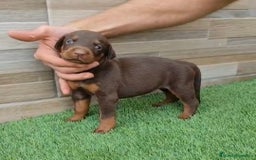 Dobermann perros en venta: Exelente linea de DOBERMAN - Imagen 1