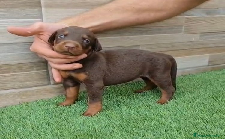 Dobermann perros - Anuncio 1