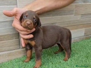 Dobermann perros - Anuncio 1