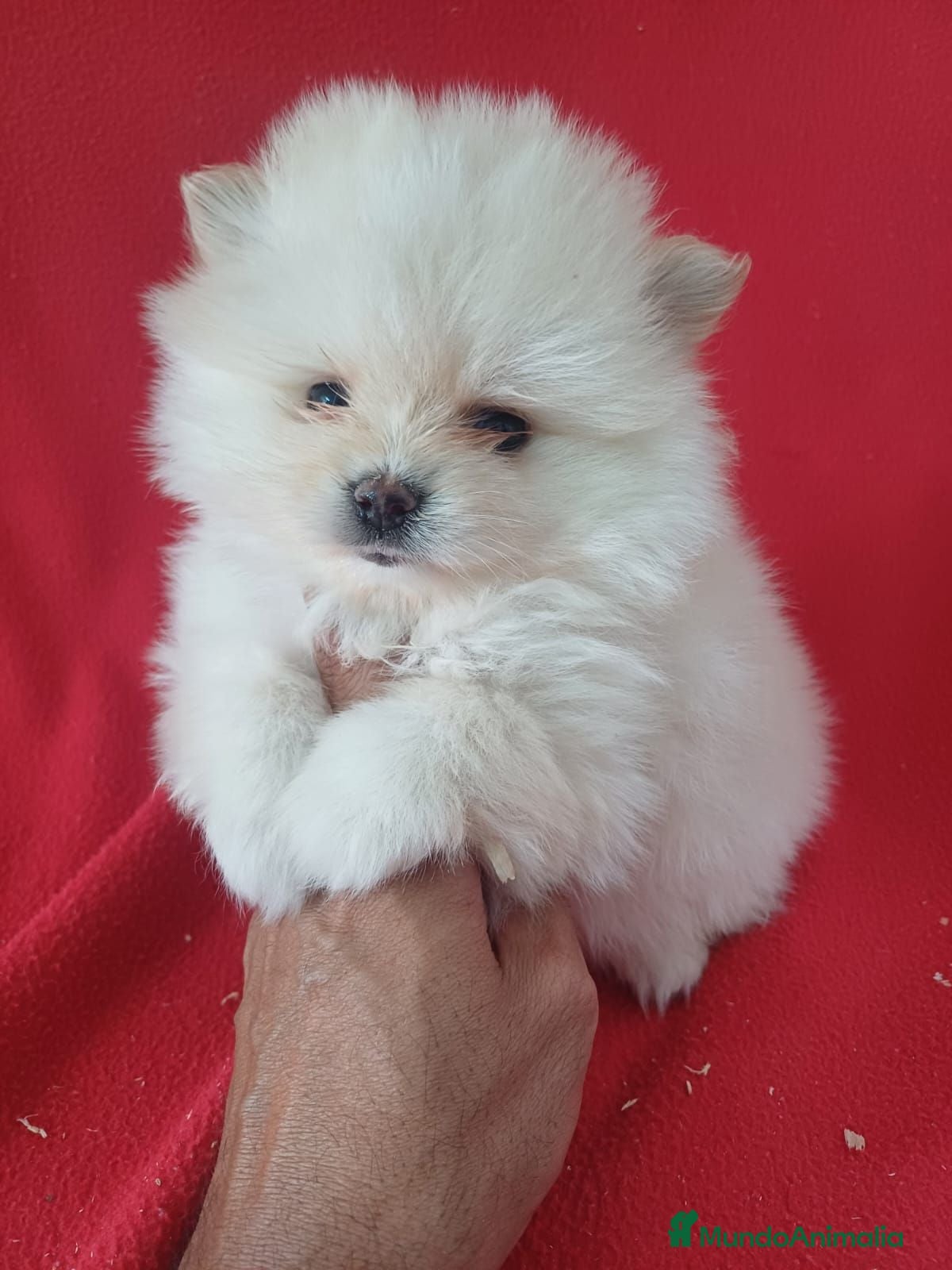 Pomerania perros Pomerania  - Anuncio 1