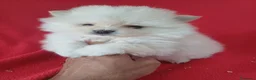 Pomerania perros en venta: Pomerania  - Anuncio 1
