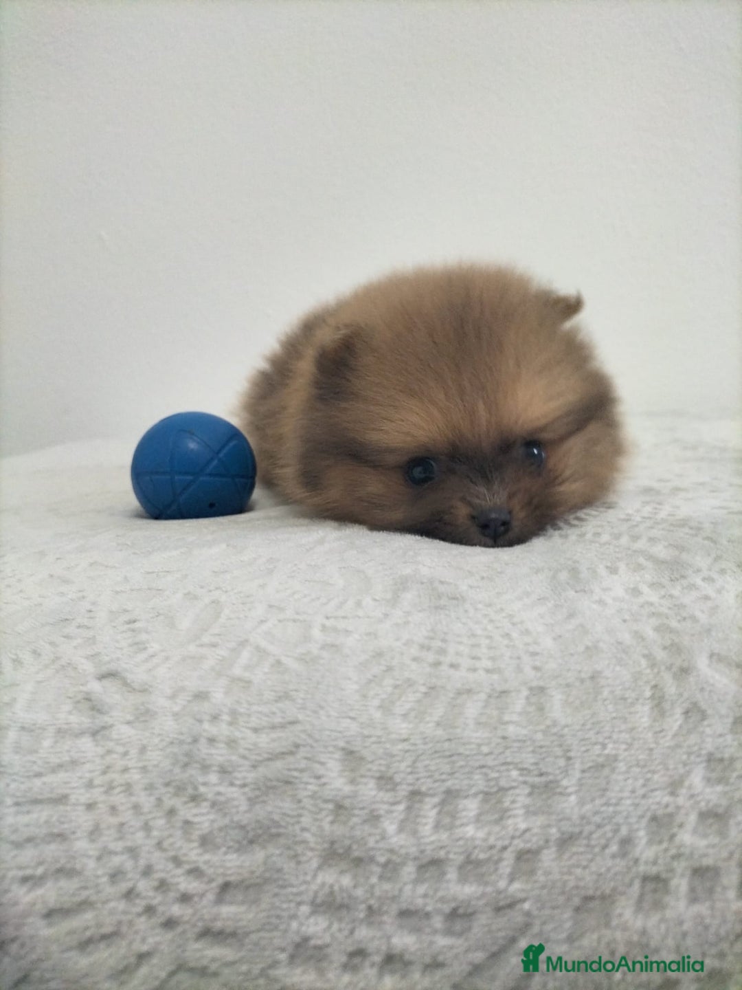 Pomerania perros en venta: Lulu pomerania  - Anuncio 5