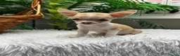 Chihuahua perros en venta: CHIHUAHUA HEMBRA - Anuncio 1