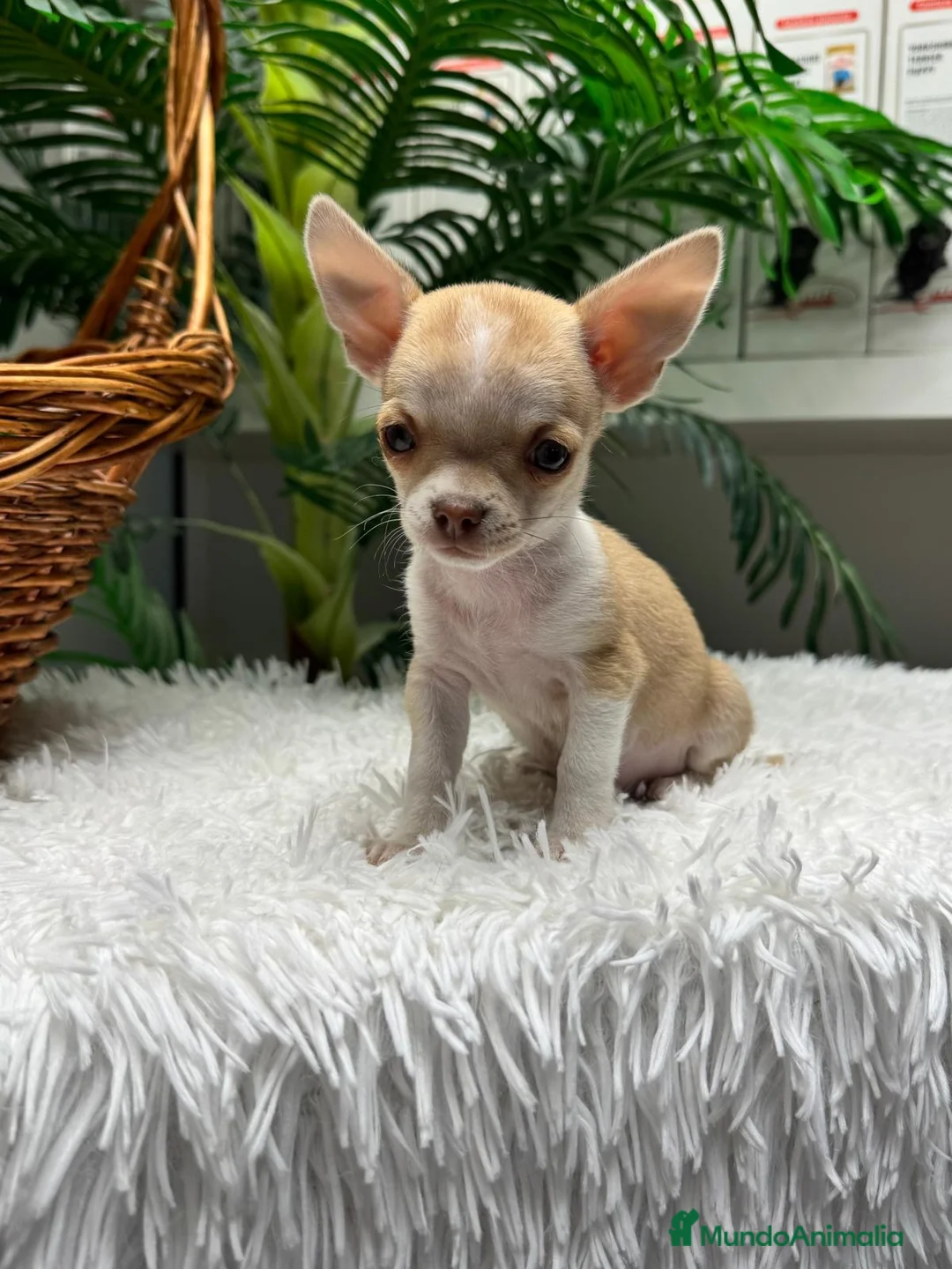 Chihuahua perros en venta: CHIHUAHUA HEMBRA - Anuncio 1