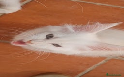Maine Coon gatos en venta: Camada Arlequín  - Imagen 2