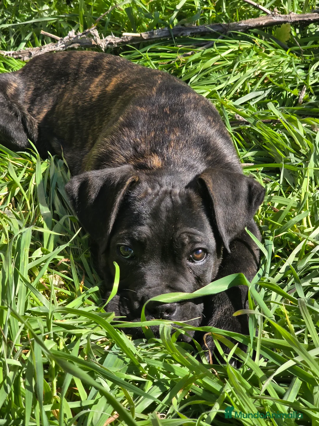 Cane Corso perros en venta: Molosos de Odin Cane Corso kennel - Anuncio 2