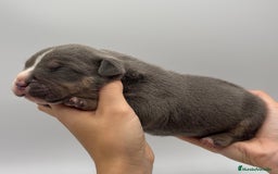 American Bully perros en venta: Cachorros de American Bully - Imagen 4