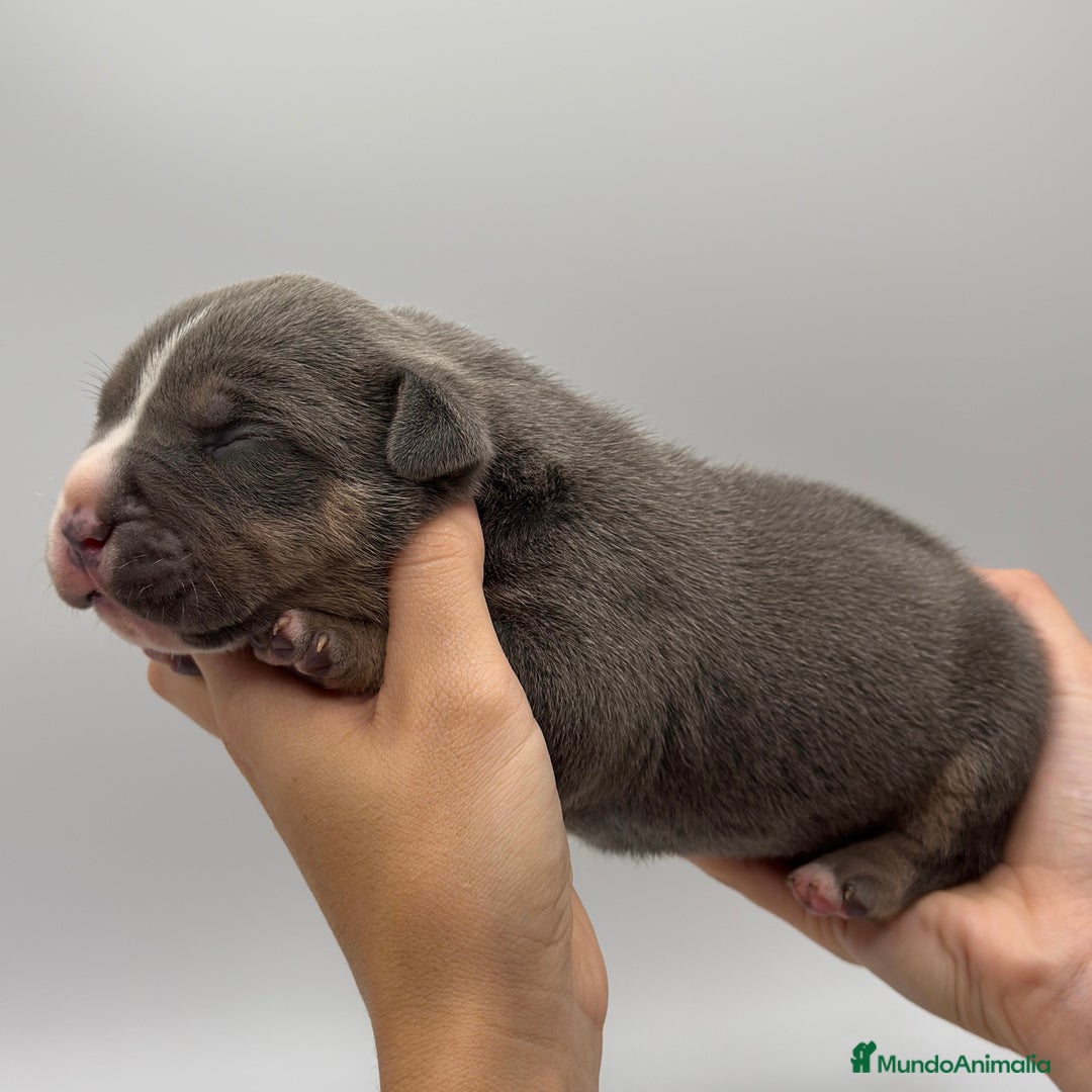 American Bully perros en venta: Cachorros de American Bully - Imagen 4