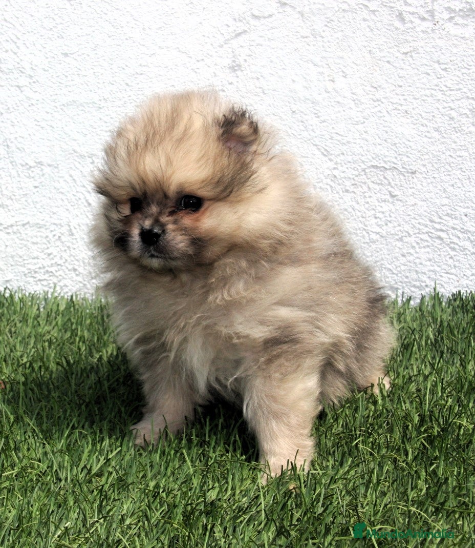 Pomerania perros Pomerania - Anuncio 1