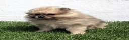 Pomerania perros en venta: Pomerania - Anuncio 1