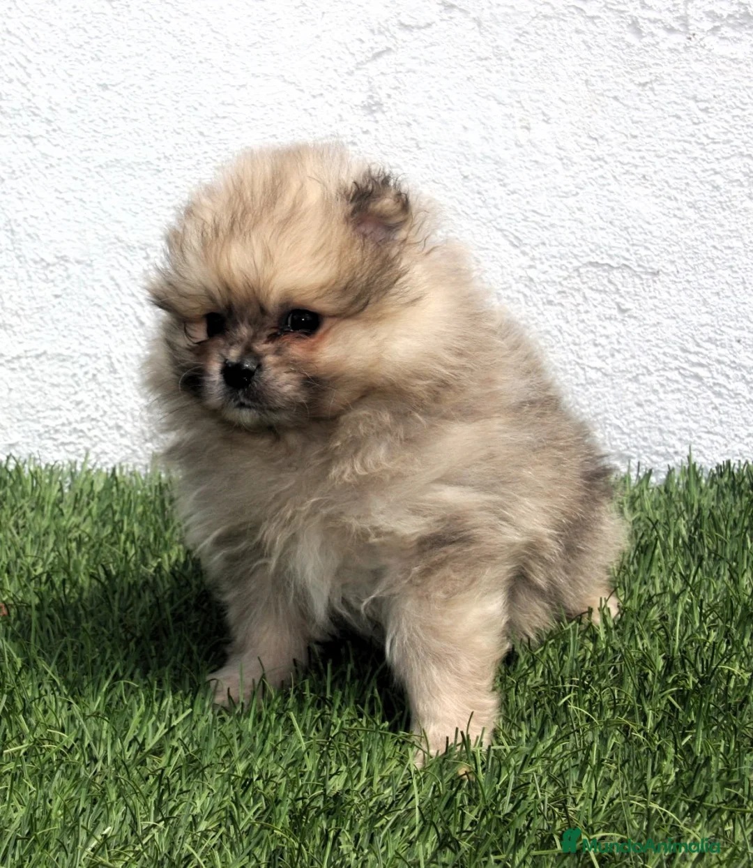 Pomerania perros en venta: Pomerania - Anuncio 1