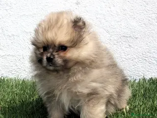 Pomerania perros Pomerania - Anuncio 1