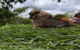 Pomerania perros en venta: POMERANIA // COLORES CLÁSICOS Y EXÓTICOS  - Anuncio 3