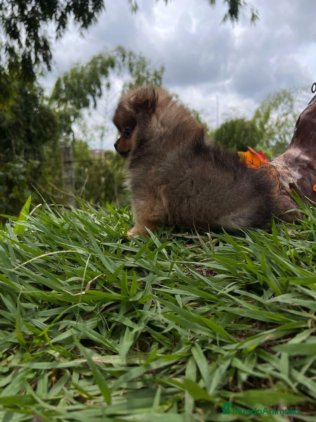 Pomerania perros en venta: POMERANIA // COLORES CLÁSICOS Y EXÓTICOS  - Anuncio 3