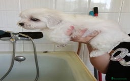 Bichón Maltés perros en venta: Bichón maltés  - Imagen 3