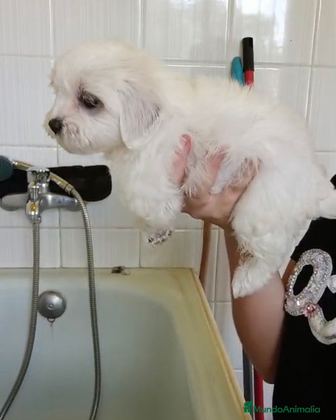 Bichón Maltés perros en venta: Bichón maltés  - Imagen 3
