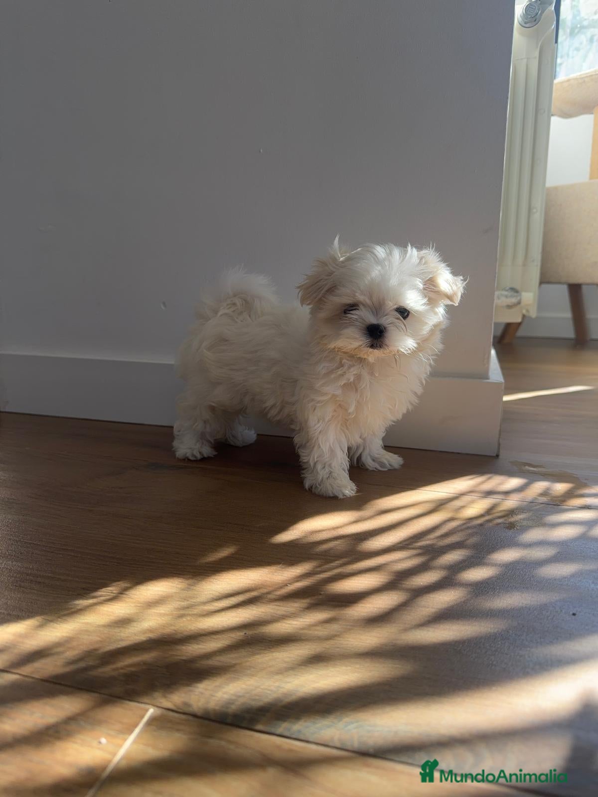 Bichón Maltés perros Bichón maltes coreano  - Anuncio 31