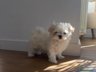 Bichón Maltés perros Bichón maltes coreano - Anuncio 1