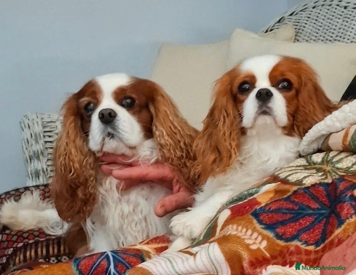 Cavalier King Charles Spaniel perros Cavalier King Charles Spaniel - Anuncio 1