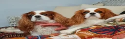 Cavalier King Charles Spaniel perros en venta: Cavalier King Charles Spaniel - Anuncio 1