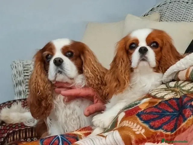 Cavalier King Charles Spaniel perros en venta: Cavalier King Charles Spaniel - Anuncio 1