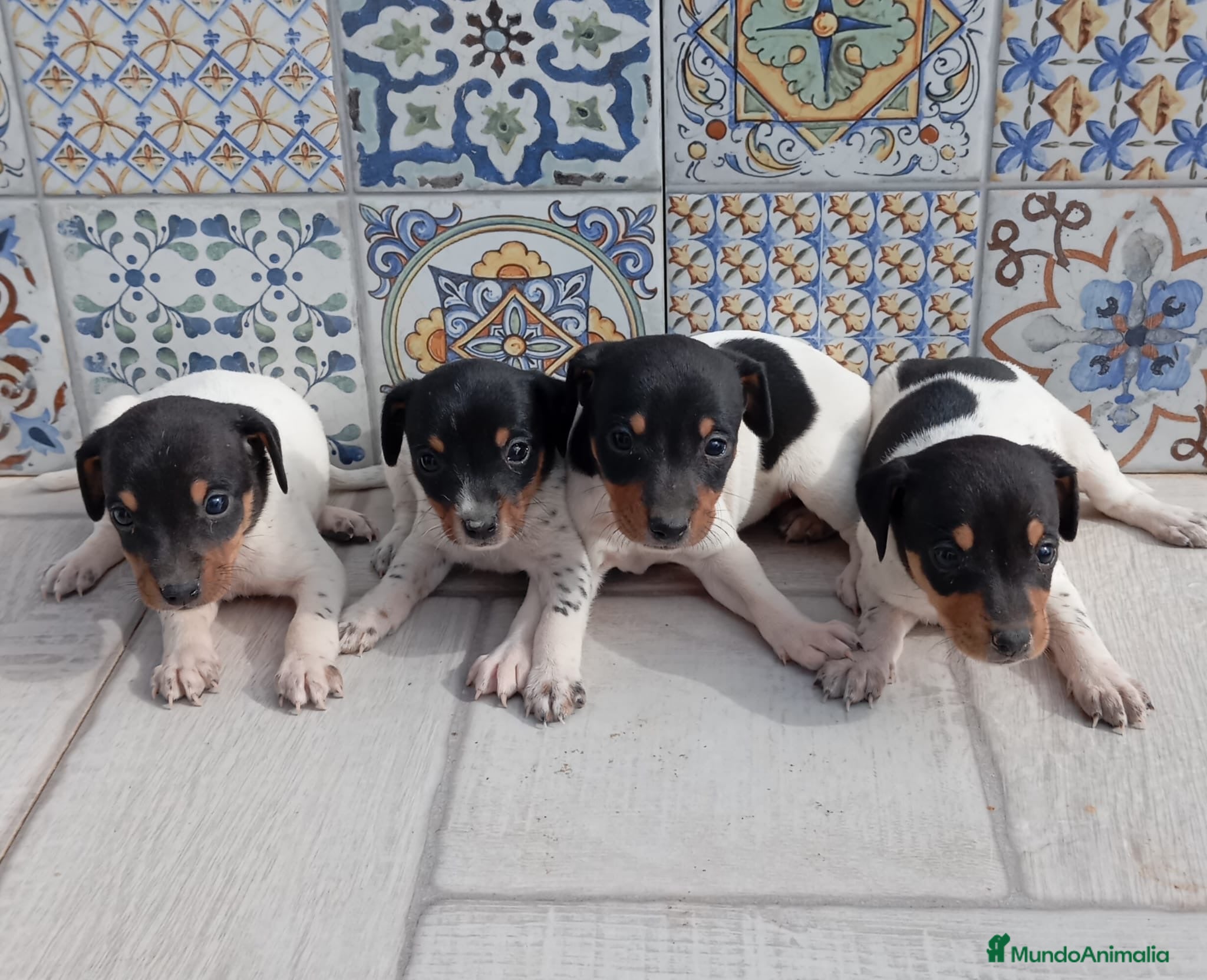 Ratonero Bodeguero Andaluz perros Bodegueros jerezanos Minis Máxima Calidad - Anuncio 1