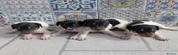 Ratonero Bodeguero Andaluz perros en venta: Bodegueros jerezanos Minis Máxima Calidad - Anuncio 1