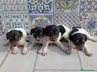 Ratonero Bodeguero Andaluz perros Bodegueros jerezanos Minis Máxima Calidad - Anuncio 2